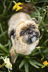 Shih Tzu between daffodils