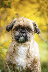 Shih Tzu in front of Forsythia