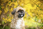 Shih Tzu in front of Forsythia