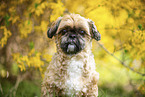 Shih Tzu in front of Forsythia