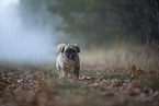 Shih Tzu in the fog