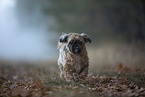 Shih Tzu in the fog