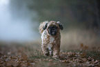 Shih Tzu in the fog