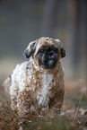 Shih Tzu in the fog