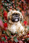 Shih Tzu between red vine leaves