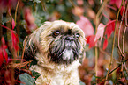 Shih Tzu between red vine leaves