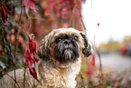 Shih Tzu between red vine leaves