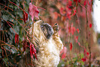 Shih Tzu between red vine leaves