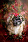 Shih Tzu between red vine leaves