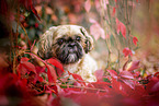 Shih Tzu between red vine leaves