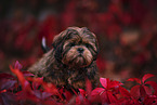 Shih Tzu Puppy