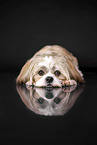 Shih Tzu in the studio