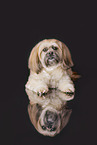Shih Tzu in studio