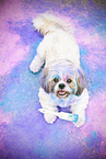 male Shih Tzu