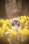 male Shih Tzu