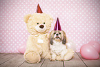 Shih Tzu in the studio