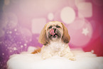 Shih Tzu in studio