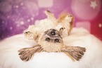 Shih Tzu in studio
