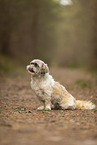 female Shih Tzu