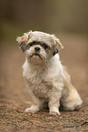 female Shih Tzu