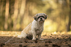 female Shih Tzu