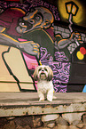adult Shih Tzu