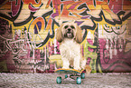 adult Shih Tzu