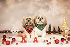 2 Shih Tzu