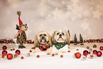 2 Shih Tzu