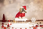 Shih Tzu in studio