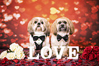 2 Shih Tzu