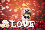 adult Shih Tzu