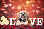 adult Shih Tzu