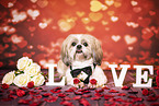 adult Shih Tzu