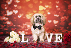 adult Shih Tzu