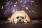 adult Shih Tzu