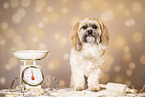 adult Shih Tzu