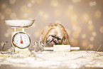 adult Shih Tzu