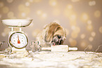 adult Shih Tzu