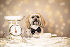 adult Shih Tzu
