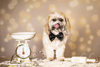 adult Shih Tzu
