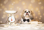 adult Shih Tzu