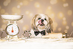 adult Shih Tzu