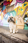 adult Shih Tzu