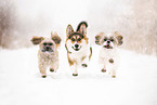 3 dogs