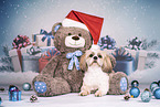 Shih Tzu between christmas decoration