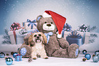 Shih Tzu between christmas decoration