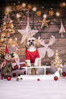 Shih Tzu between christmas decoration