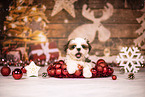 Shih Tzu Puppy