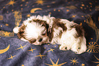 Shih Tzu Puppy